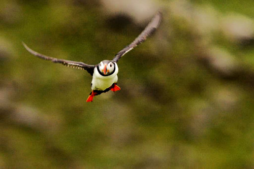 L'envol du macareux moine