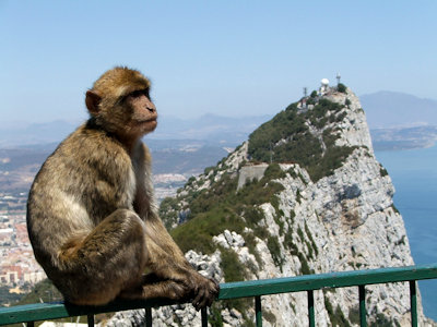 Le macaque de Barbarie de Gibraltar