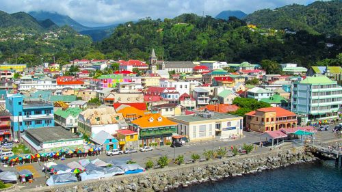 20250331-Roseau à Dominique 1024x576