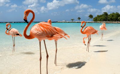 Bonaire-Flamangs roses