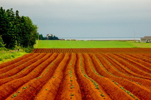 Champ de patate IPE 1024x681