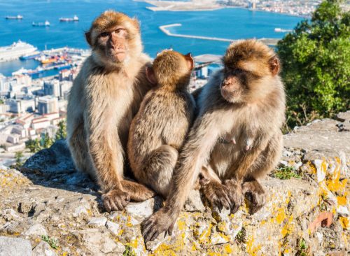 Macaques Barbary