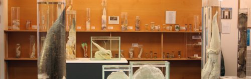 Musee du Penis - Reykjavik 1300x410