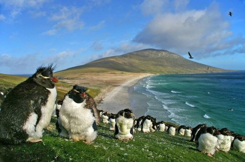Rockhopper_Falklands-1200x797